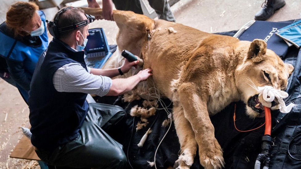 Unconscious lion at Yorkshire Wildlife Park