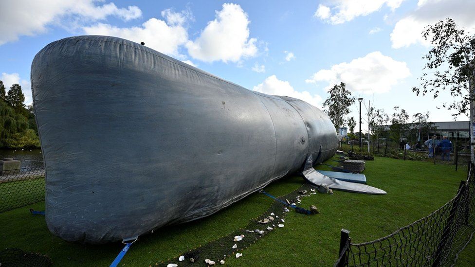 A 60ft whale
