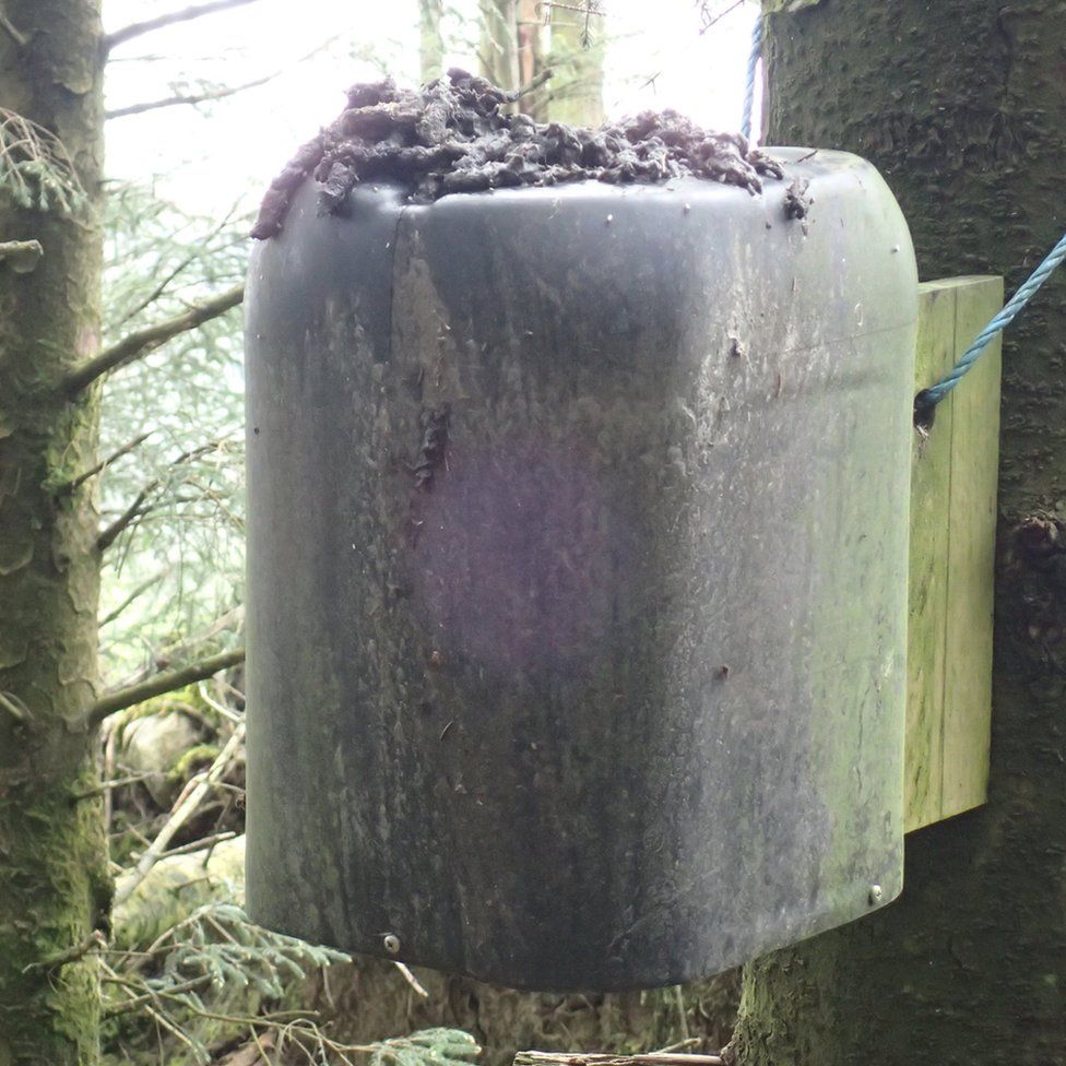 Pine marten poo