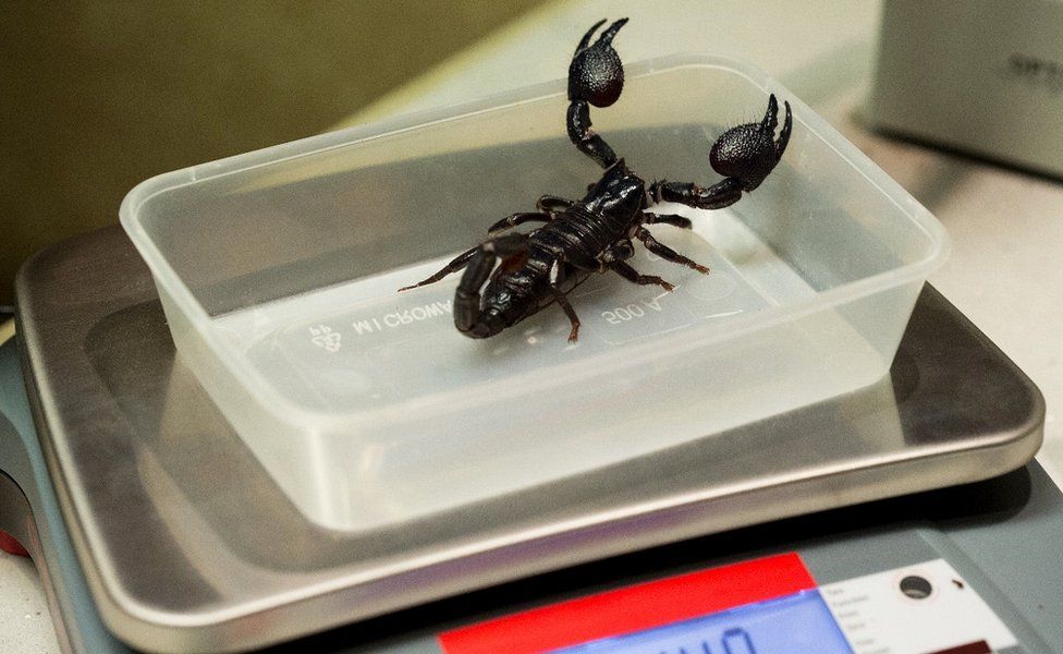 Emperor scorpion being weighed