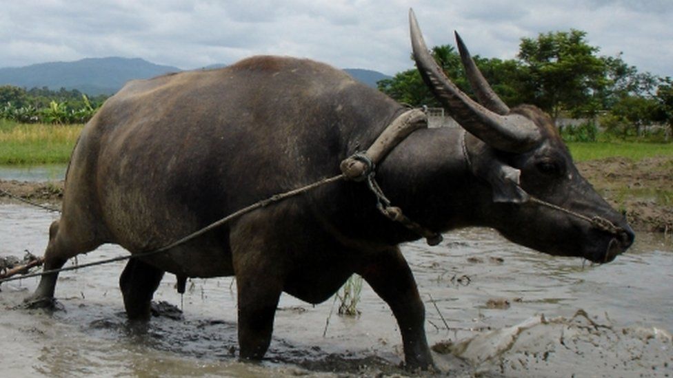 Water buffalo, file picture