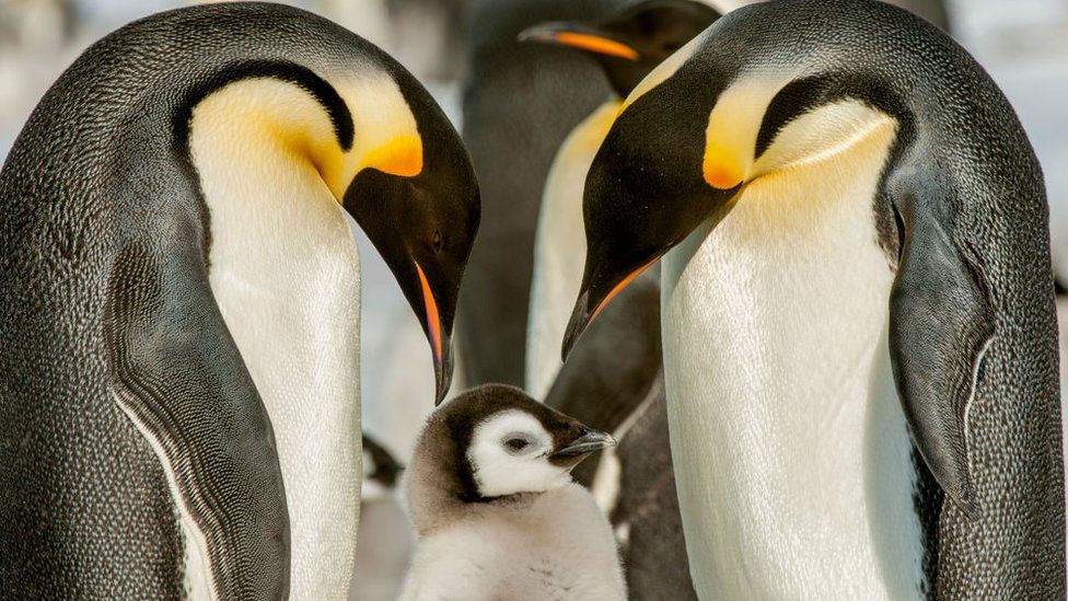 Penguins and chicks