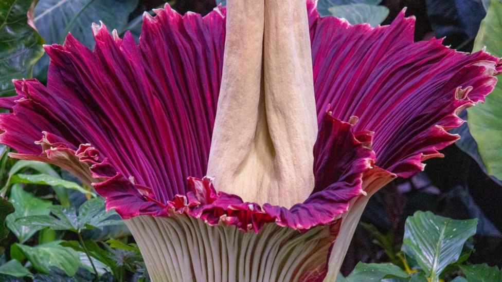 World's smelliest plants Is the Rafflesia about to go extinct? BBC