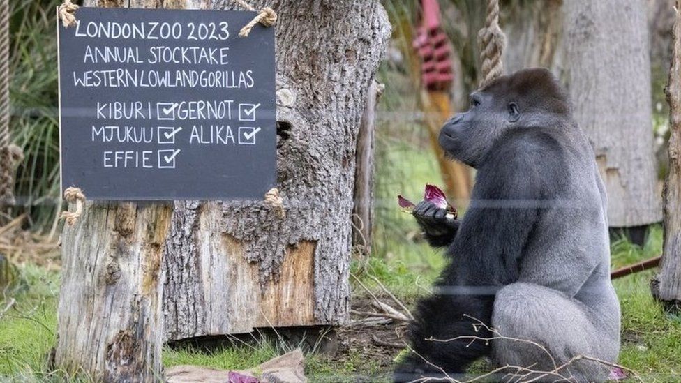 A Western lowland gorilla named Kiburi eats in front of a chalk board during the annual stocktake