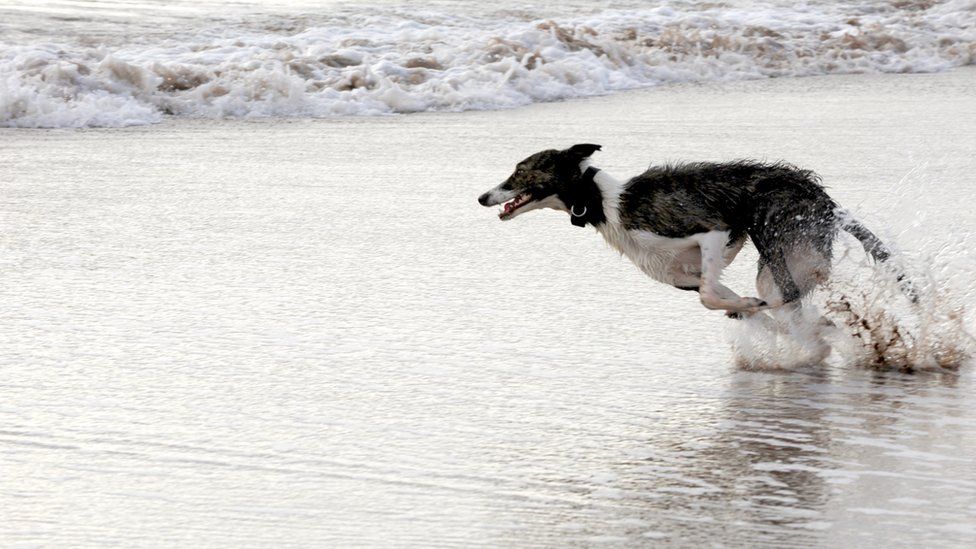David Nicol, of Stonehaven, photographed this dog going flat out on St Cyrus beach.