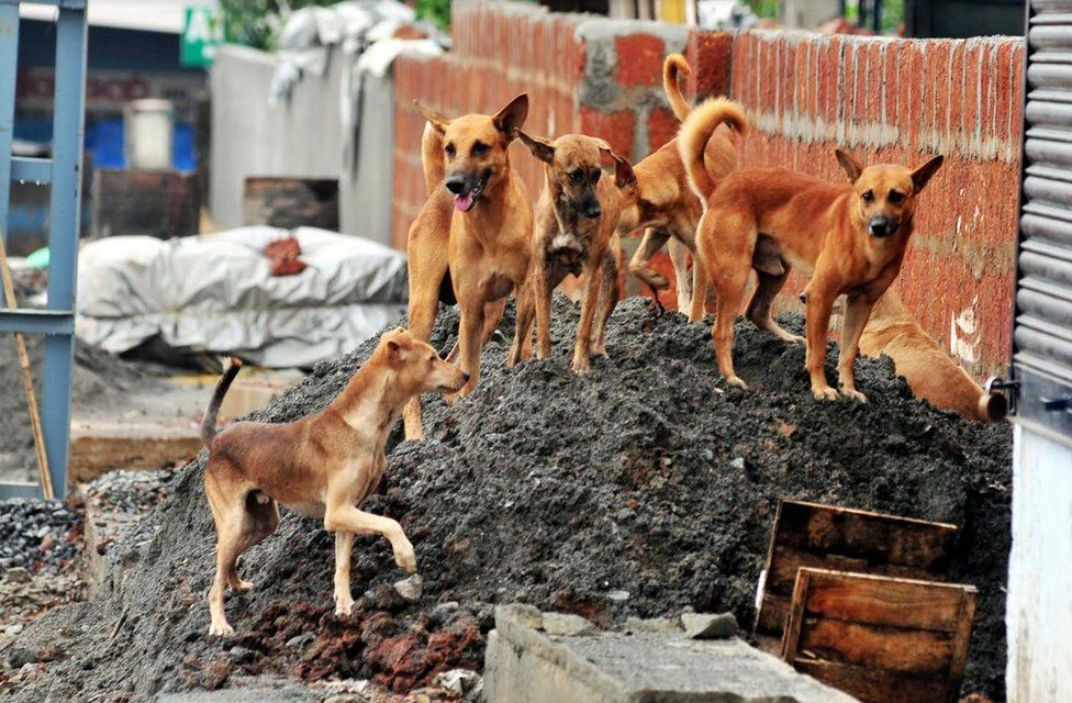 Бродячие собаки на куче промышленных и убойных отходов