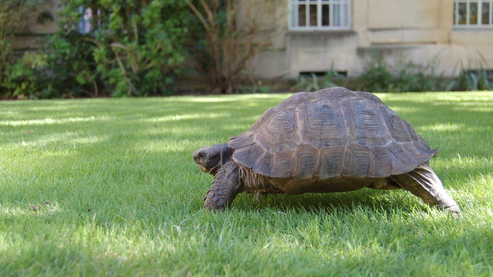 Manny the tortoise