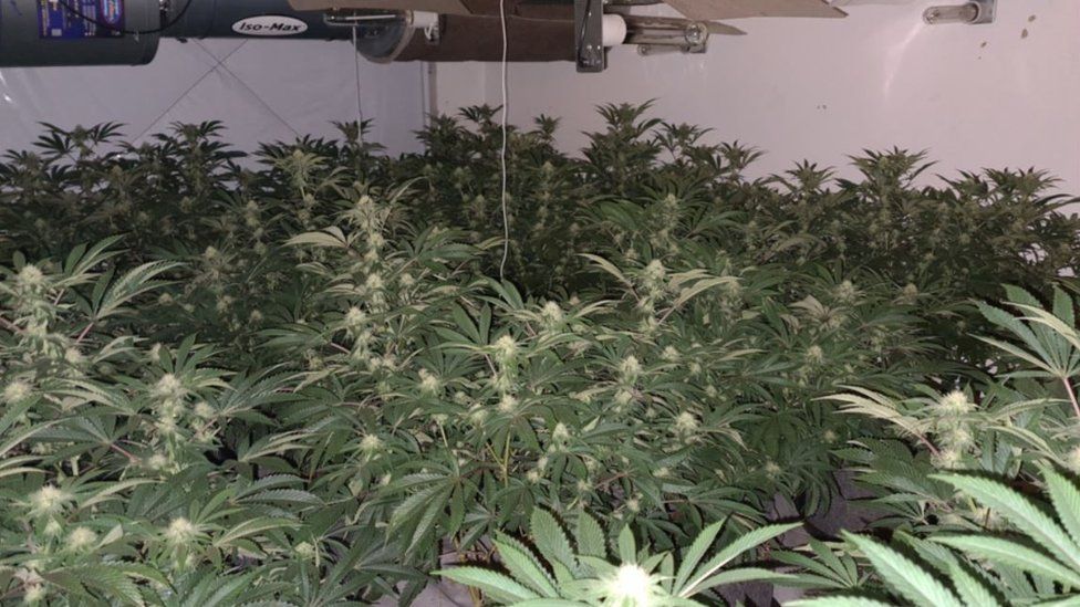 The cannabis farm in Easington Lane