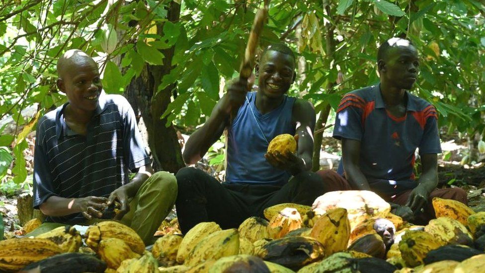 Cocoa farmers, one chopping a pod, in Ivory Coast - 2020