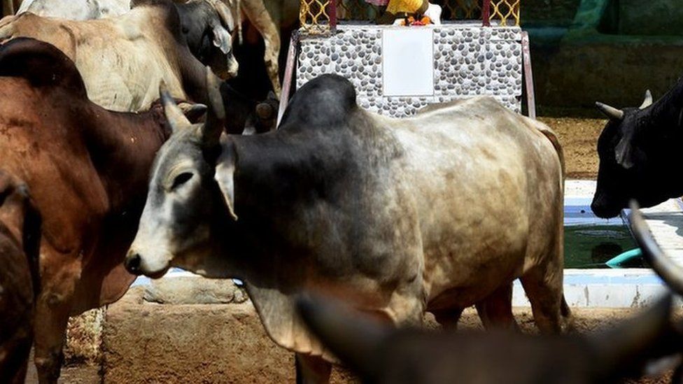 Indians revere cows