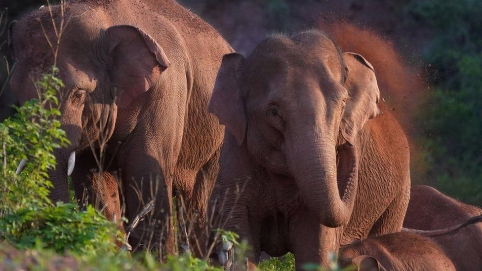 Wild Asian elephants forage and play in Yimen county of Yuxi, Yunnan province