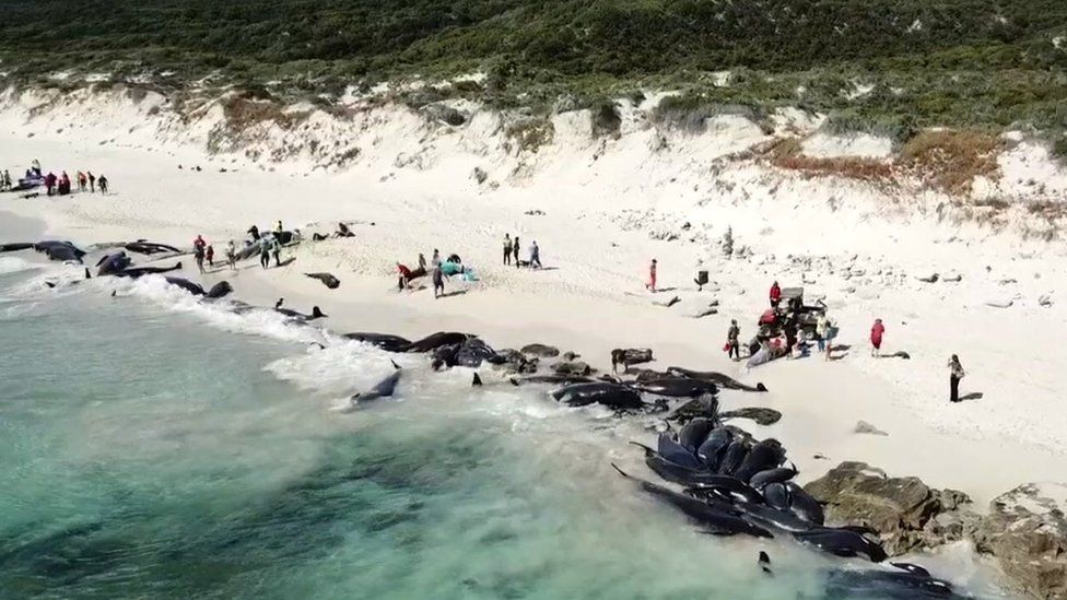 An aerial picture shows a line of dark coloured beached pilot whales along a beach in Western Australia