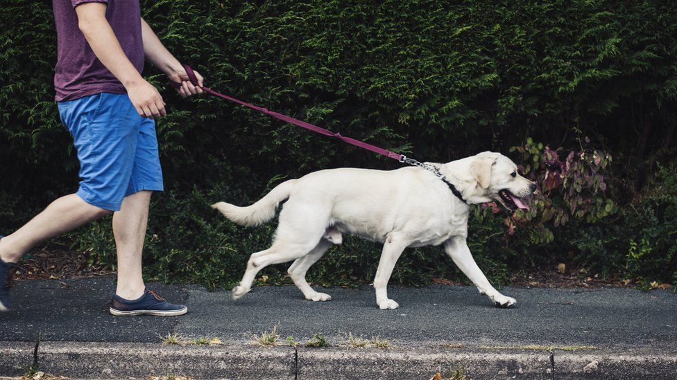 Stock image of a Labrador being walked