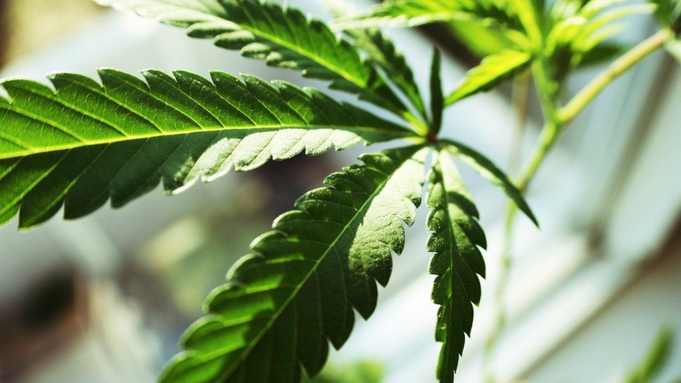 A generic image of a cannabis leaf