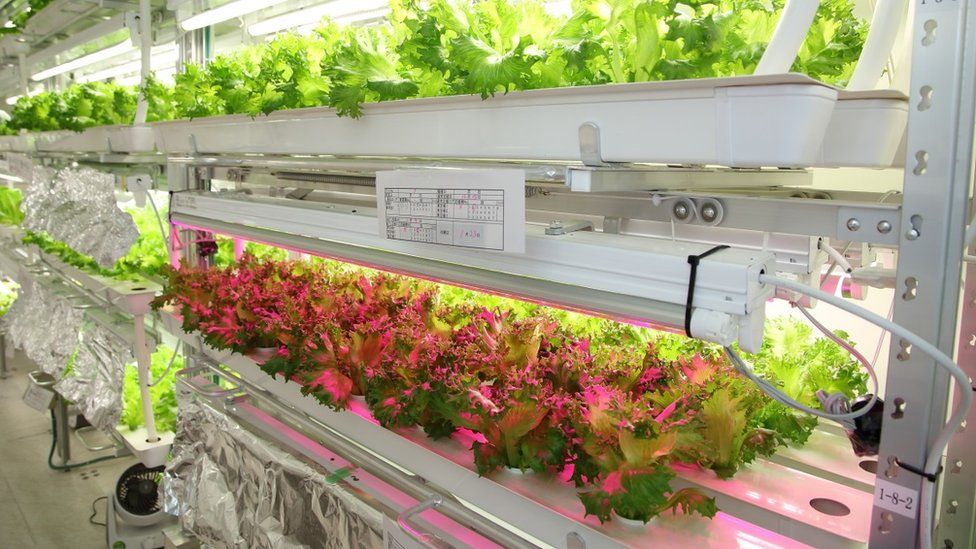 Can growing lettuces in the cloud help feed the world? BBC News