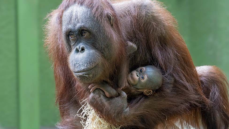 The baby orangutan being carried by its mother's arms