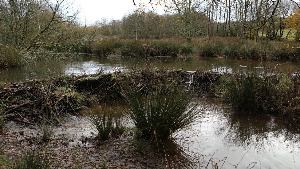 A beaver dam