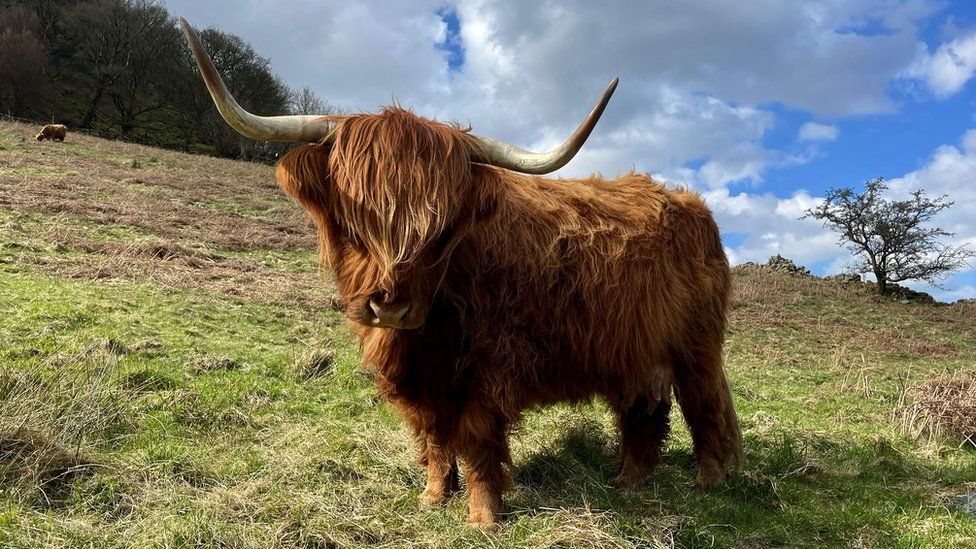 A highland cow in Swindale