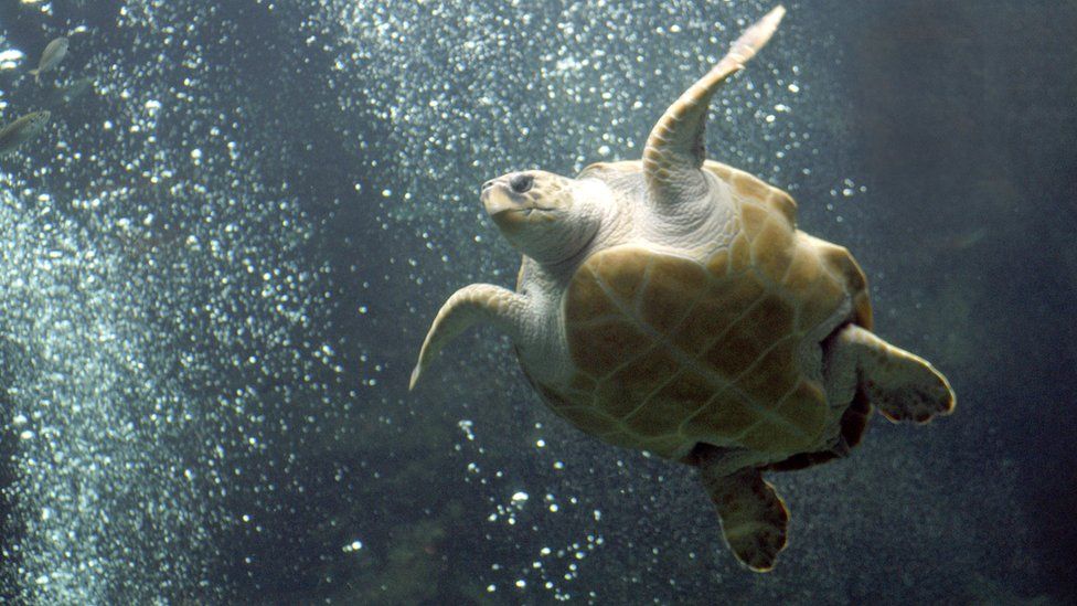 Archive photo of a loggerhead turtle in the Two Oceans Aquarium in Cape Town, South Africa