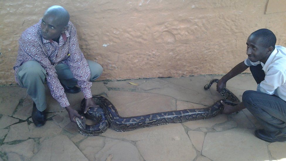 David Musyoka and a colleague with a python