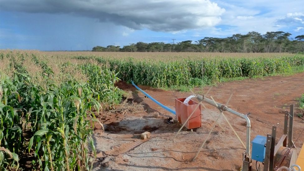 Maize crop irrigated with groundwater in Kabwe, Zambia