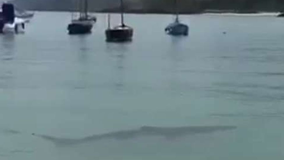 Blue Shark in St Ives harbour