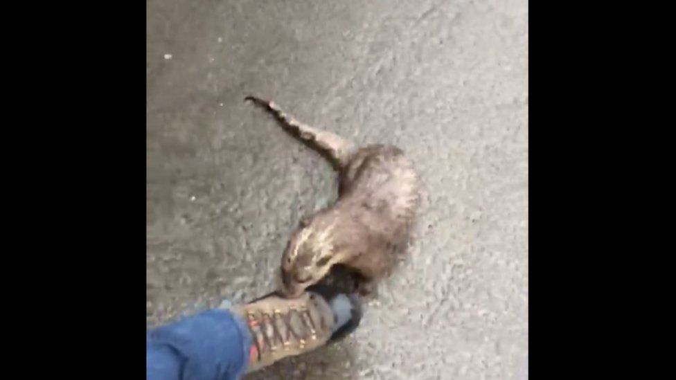 Otter attacks Rory MacPherson's foot