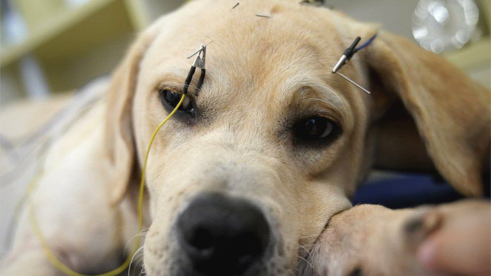 A dog is seen with acupuncture needles and electrical wire on his face in an extreme close up