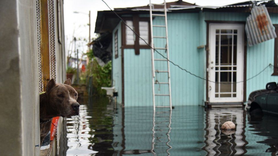 Dog looking out of window in flooded townscape