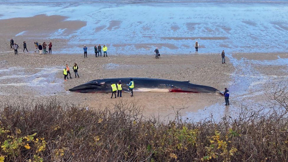 People around a dead fin whale stranded on a beach