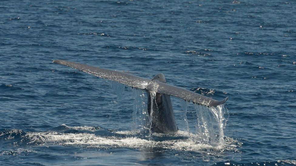 The blue whale is endangered