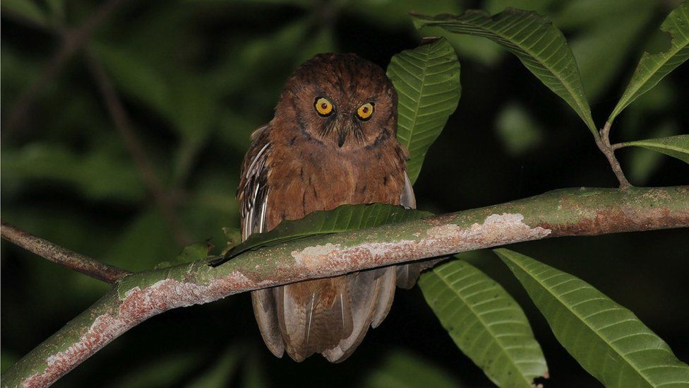 New Owl Species Discovered On Principe Island BBC Newsround new-owl-species-discovered-on-principe-island-bbc-newsround