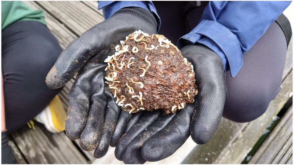 Tees estuary Oysters and seagrass to be used to restore habitat BBC News