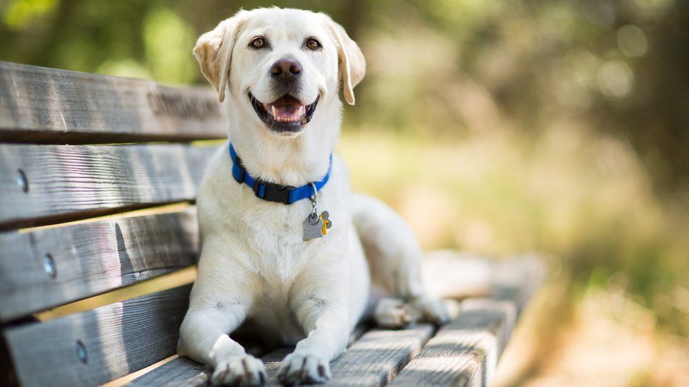 Labrador day sales