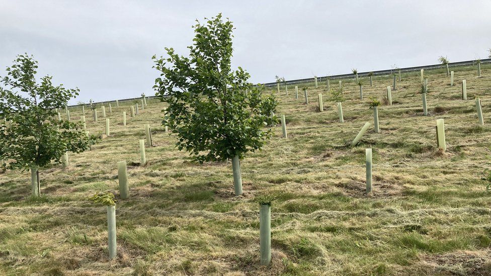 Two trees growing on slope surrounded by tubes with trees sprouting from them