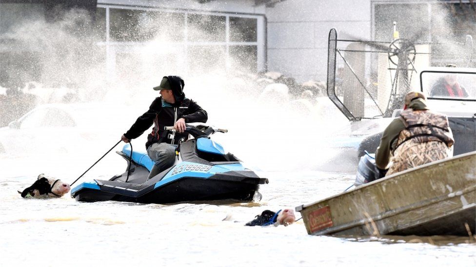 Ranchers are using boats to transport cattle to higher ground