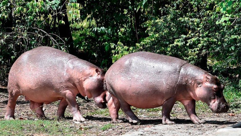 Hippos at Hacienda Napoles, once the private zoo of drug kingpin Pablo Escobar, in Colombia, 12 September 2020