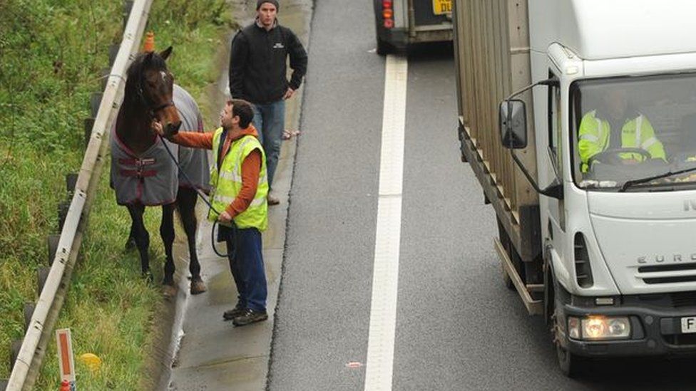 Horse being led from the scene