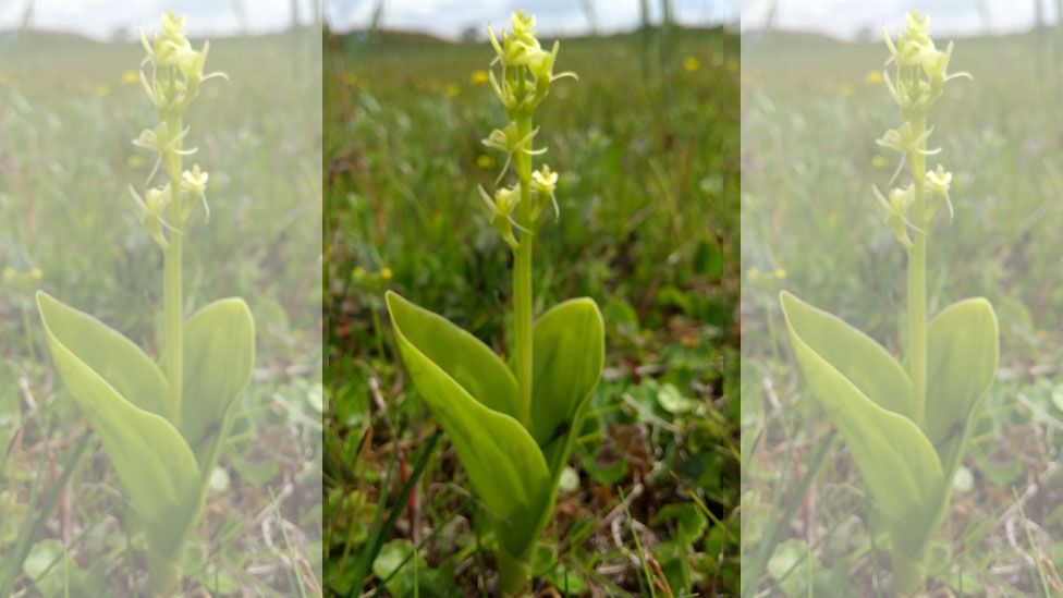 Fen orchid displaying yellow flowers