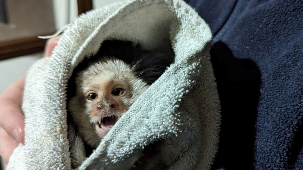 Precious bundled up in a towel by the RSPCA