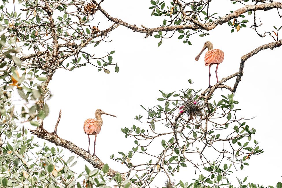 Пара розовых колпиц в мангровых зарослях Гуаракесаба
