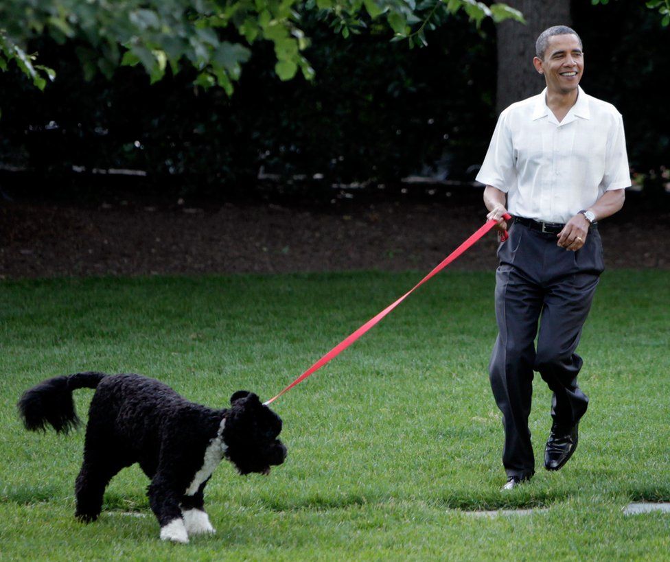 Barack Obama walks the first family's dog as he arrives at the Congressional Picnic on the South Lawn of the White House in Washington, DC on June 8, 2010.
