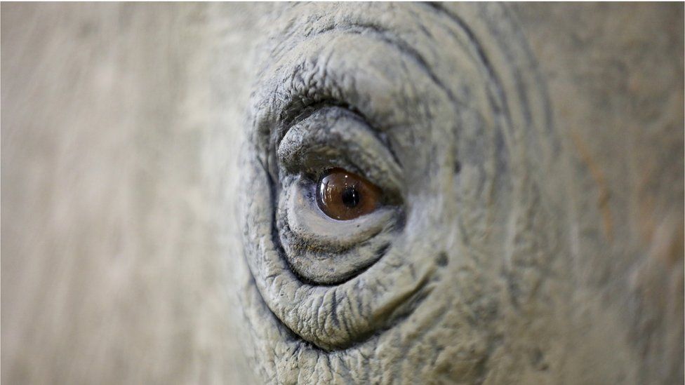 A close shot of taxidermy rhino's eye in a museum in Nairobi, Kenya - Tuesday 28 March 2023