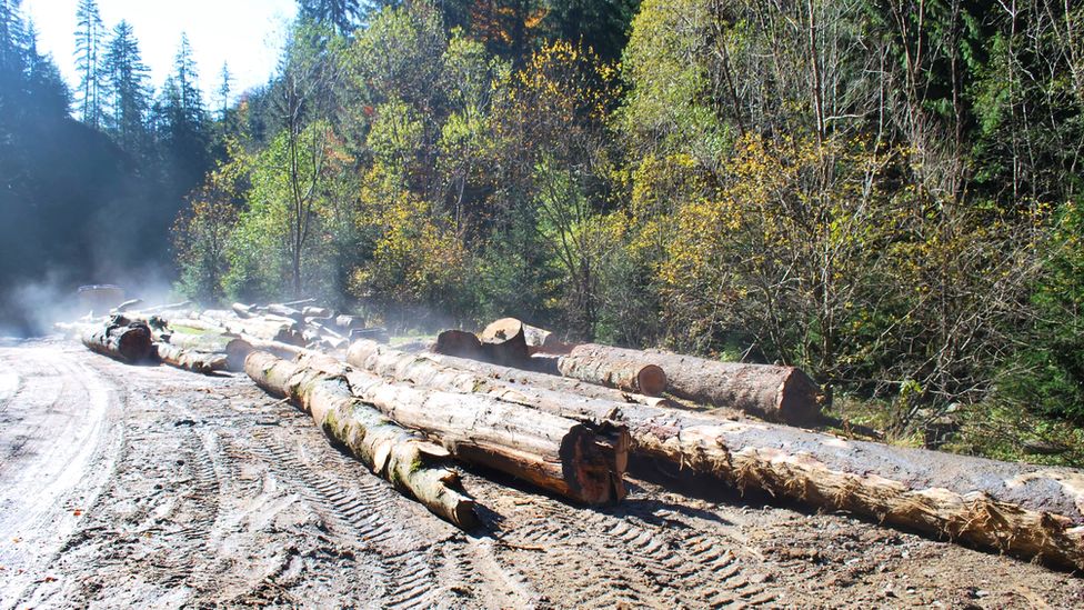 Image shows logging sites near the river