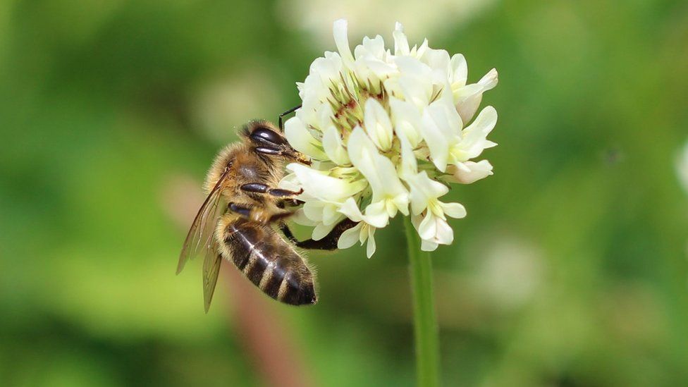 Honeybee on white clover