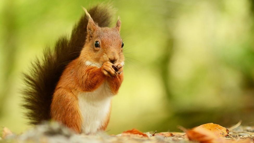 Red Squirrels face pressure for food