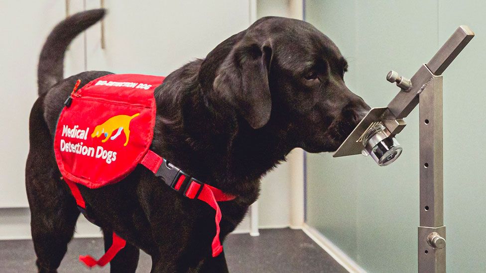 Ni Prisons Sniffer Dogs Tackle Drug Smuggling Bbc News