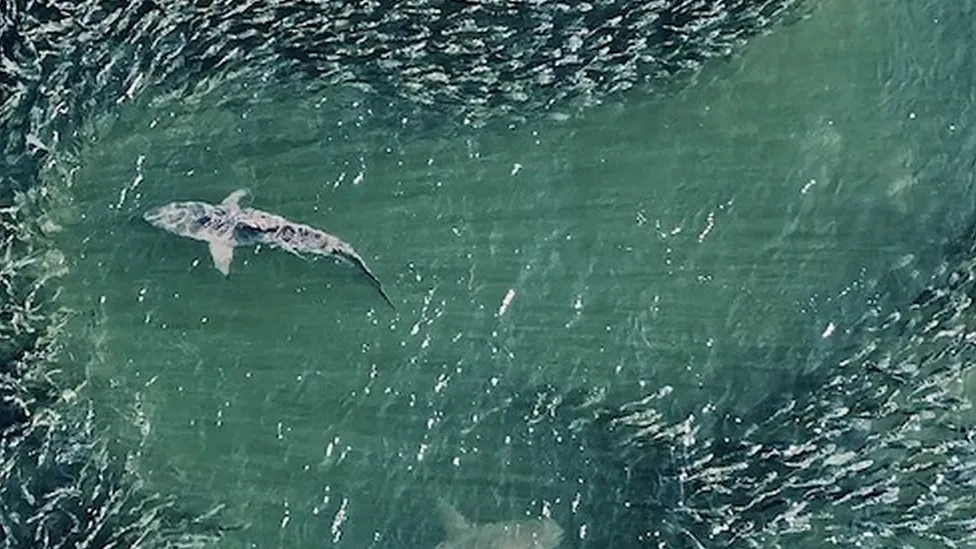 Drones are showing us sharks like never before