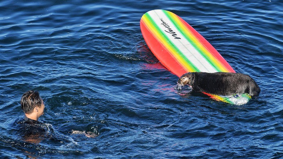 Otter 841 sitting on a brightly covered surfboard