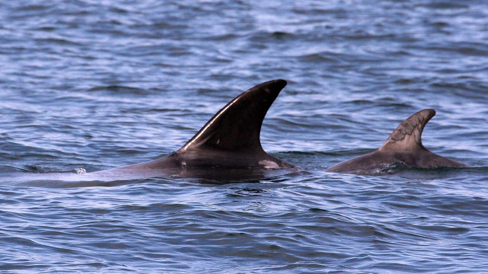 Playing tag - or mother and child? Two dolphin swim together - one clearly smaller, and most likely a young Risso's
